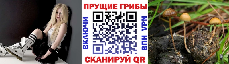 Псилоцибиновые грибы Cubensis  цена наркотик  Карабаш 